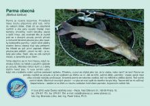 ČRS Puzzle Parma obecná (1)