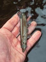 Fox Rage Gumová Nástraha Ultra Realistic Pike Replicant (6)