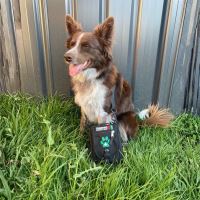 Survival Lékarnička Firts Aid Kit Pet (3)