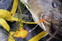 Black Cat Podvodní Splávek Mushroom U-Float Černý (6)