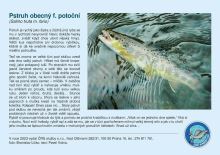 ČRS Puzzle Pstruh Obecný f. Potoční (1)