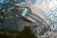 Fox Rage Gumová Nástraha Jointed Replicants Orange Belly UV (3)