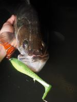 Berkley Gumová Nástraha Cullshad Slim Brown Perch (9)