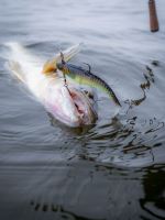 Berkley Gumová Nástraha PowerBait CullShad Deep Sinking Albino (8)