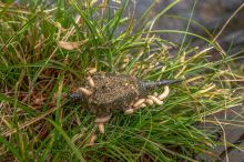 Korum Krmítko Camo Window Feeder (12)