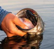 Savage Gear Gumová Nástraha 4D Craw Floating Summer Craw 7,5 cm 5,5 g (2)