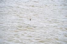 Preston Innovations Navázaná Udička Kerry Pole Rig (8)