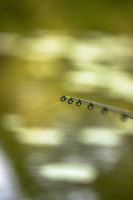 Korum Prut Limitless Feeder 12ft 3,6 m 180 g (8)