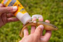 Berkley Gumová Nástraha Powerbait Cullshad Motoroil (4)