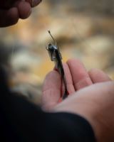 Fox Rage Gumová Nástraha Ultra Natural Roach Fillet 4 ks (6)