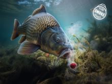 Delphin Wafters Rozpustná Nástraha D SNAX SHELL Česnek Butyric 30 g (1)