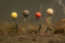 Korda Umělé Boilie Pop Up Boilie ISO Fish (3)