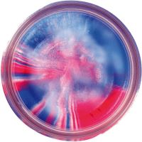 Berkley Těsto Na Pstruhy Troutbait (2)