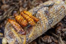 My-Baits Mix Hmyzu Destruction Insects PVA Friendly & Ready To Use 1,5 l (6)