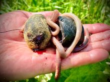 LK Baits Nutrigo Predator (6)