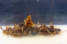 My-Baits Mix Hmyzu Destruction Insects PVA Friendly & Ready To Use 1,5 l (5)