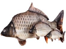 BeCare Polštář Kapr Šupináč (1)