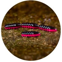 RedBass Gumová Nástraha Trout Grub Black/Signal Pink UV COLOR - 3x25 mm