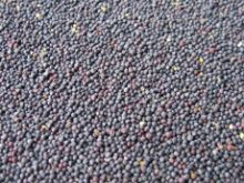 Nikl řepka 1 kg Nikl řepka 1 kg