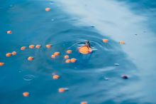 Korum Hladinový Splávek Surface Feeder Float (8)