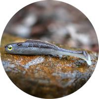 RedBass Gumová Nástraha Ripper Kicker Brown/Silver