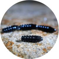 RedBass Gumová Nástraha Trout Grub Black