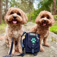 Survival Lékarnička Firts Aid Kit Pet (2)