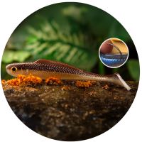 RedBass Gumová Nástraha Ripper Kicker Brown/Silver - XX 155 mm 23 g