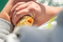 Matrix Gumičky Na Nástrahy Super Soft Bait Bands 100 ks (8)