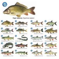 ČRS Sada magnetek s rybami 20 ks ČRS Sada magnetek s rybami 20 ks