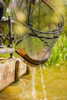 Preston Innovations Podběráková Hlava Carbon F1 Latex Landing Net (2)