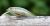 3Stan Wobler Fatty 50 Lite H-R 5 cm 7 g