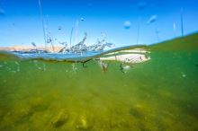 Berkley Wobler Choppo MF Bluegill (1)