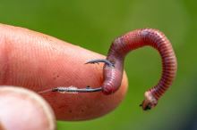 Preston Innovations Háčky Natural N-60 (9)