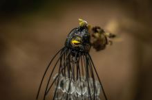 Black Cat Chobotnička Battle Teaser Silver Flash (6)