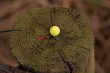 One More Cast Hotové Návazce Meta Terminal Tackle All-In-1 Rig Coated Braid Lead Clip Barbless 2 ks (11)