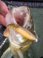 Berkley Gumová Nástraha Powerbait Cullshad Mixpack Clearwater (5)