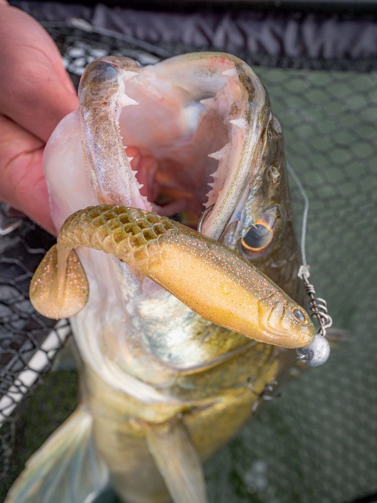 Berkley Gumová Nástraha Powerbait Cullshad Lime Chartreuse (1)