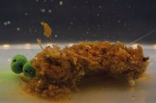 My-Baits Mix Hmyzu Destruction Seafood PVA Friendly & Ready To Use 1,5 l (8)