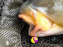 Feedermania TwoTone Larva Air Wafters Large 37 g (2)