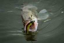 Fox Rage Jigová Hlavička Dart Jig Head Camo (5)