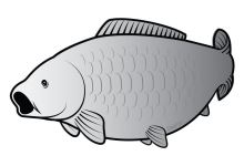 Delphin Nálepka Kapr Silver Delphin Nálepka Kapr Silver