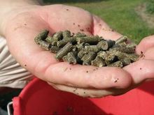 Carp Zoom Pelety Amur Grass Carp Pellets 800 g (1)