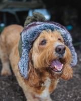 Fox Beranice Trapper Hat (8)