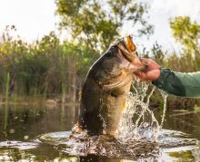 Savage Gear Žába Hop Walker Frog Floating Green Leopard 5,5 cm 15 g (1)