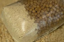 Sticky Baits Manilla Active Mix Method Mix (1)