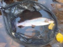 Fencl Muškařský Podběrák King M Karbon s Pogumovanou Sítí Magnetický Držák a Pojistné Lanko 40x35 cm (4)