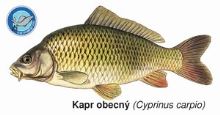 ČRS Magnetka kapr obecný ČRS Magnetka kapr obecný