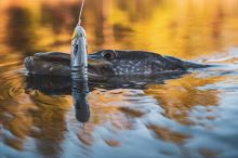 Fox Rage Gumová Nástraha Jointed Replicant Silver Halo (7)