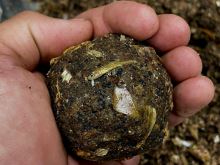 LK Baits Predátor Method Mix 1 kg LK Baits Predátor Method Mix 1 kg